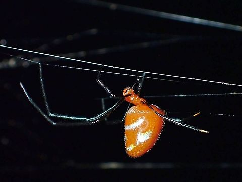 Cobweb Spider - Argyrodes flavescens  Argyrodes flavescens,Cobweb Spider,Malaysia,Penang,Spider
