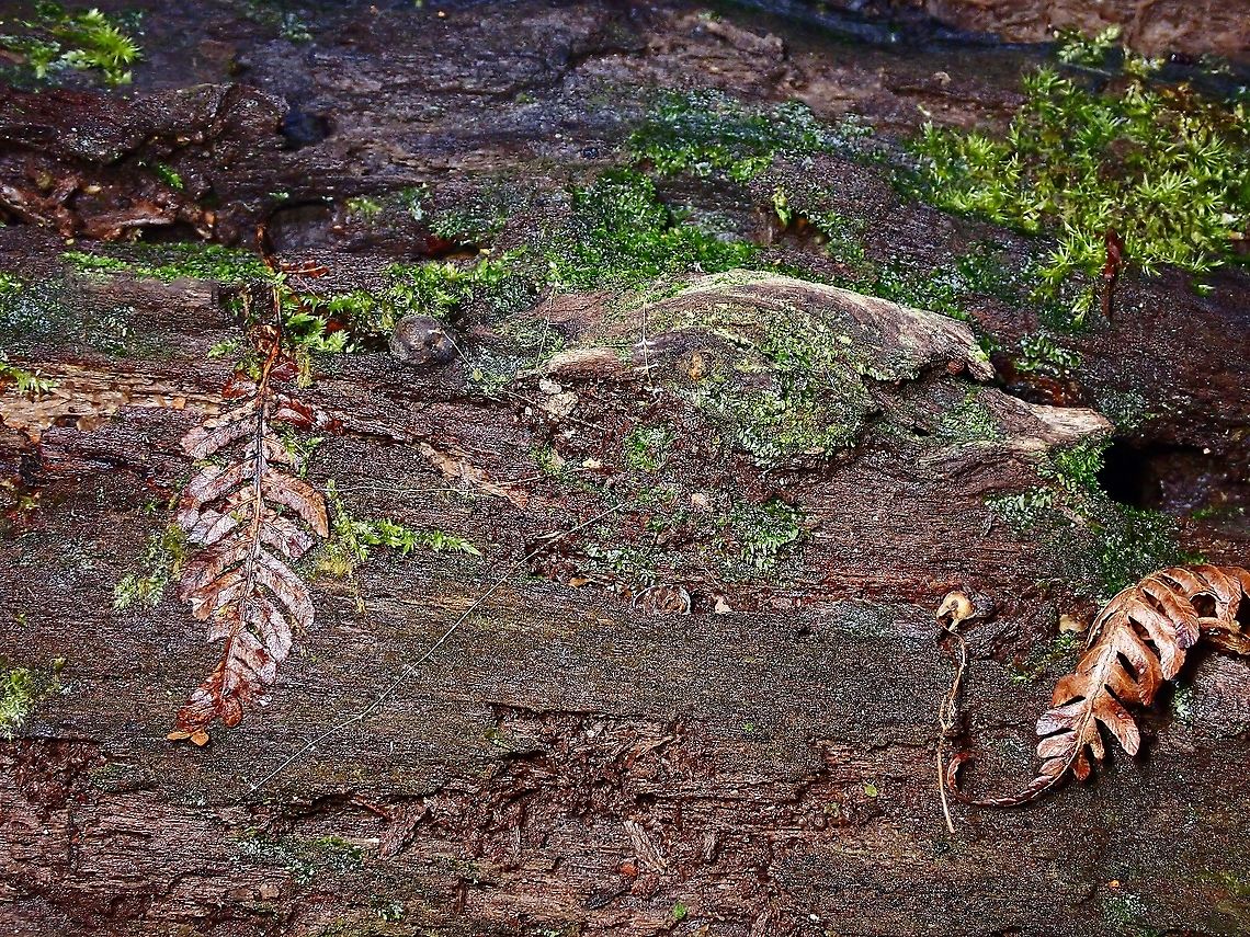 What do we have here? This Trapdoor are seldom seen as by nature, they lives in their burrow and hunt from behind their 'trapdoor', hence their name.  And for those with keen eyes looking out for them, the clues to finding them is to search for the 'trigger lines' as seen in this picture, but it is much more difficult than just described as the 'trigger lines' are themselves very thin, less than 1 mm.<br />
<br />
The Spiders waits patiently behind their trapdoors for other insects to crawl across the 'trigger lines' and they will then rush out to grab their prey.<br />
<br />
Trapdoor spider coming out to investigate :<br />
<br />
<figure class="photo"><a href="https://www.jungledragon.com/image/126444/coming_out_to_investigate.html" title="Coming out to investigate"><img src="https://s3.amazonaws.com/media.jungledragon.com/images/2994/126444_thumb.jpeg?AWSAccessKeyId=05GMT0V3GWVNE7GGM1R2&Expires=1769040010&Signature=uRiSUZdTO79R5CpQwNSj1lrqODg%3D" width="114" height="152" alt="Coming out to investigate A small sized Spider appeared at the entrance to investigate who has been 'knocking' on it's door!<br />
But actually, the spider was trying to close back the 'trapdoor' which it did.<br />
<br />
The Spider in full view :<br />
<br />
https://www.jungledragon.com/image/126445/trapdoor_spider_-_liphistius_murphyorum.html Liphistius murphyorum,Malaysia,Penang,Spider,Trapdoor Spider" /></a></figure><br />
<br />
Trapdoor Spider in full view :<br />
<br />
<figure class="photo"><a href="https://www.jungledragon.com/image/126445/trapdoor_spider_-_liphistius_murphyorum.html" title="Trapdoor Spider - Liphistius murphyorum"><img src="https://s3.amazonaws.com/media.jungledragon.com/images/2994/126445_thumb.jpeg?AWSAccessKeyId=05GMT0V3GWVNE7GGM1R2&Expires=1769040010&Signature=tUxPOKoxuw47K26dJnKzxKRW2qo%3D" width="200" height="150" alt="Trapdoor Spider - Liphistius murphyorum Trapdoor Spider - Liphistius murphyorum, fully out of it's burrow.<br />
<br />
The Trapdoor :<br />
<br />
https://www.jungledragon.com/image/126442/what_do_we_have_here.html Liphistius murphyorum,Malaysia,Penang,Spider,Trapdoor Spider" /></a></figure><br />
<br />
Tiny Spider :<br />
<br />
<figure class="photo"><a href="https://www.jungledragon.com/image/126446/tiny_trapdoor_spider.html" title="Tiny Trapdoor Spider"><img src="https://s3.amazonaws.com/media.jungledragon.com/images/2994/126446_thumb.jpeg?AWSAccessKeyId=05GMT0V3GWVNE7GGM1R2&Expires=1769040010&Signature=ahZNypw1ozsnaqQBdXnfdMEIlRA%3D" width="200" height="150" alt="Tiny Trapdoor Spider My pinky finger next to the Trapdoor Spider for size reference. Liphistius murphyorum,Malaysia,Penang,Spider,Trapdoor Spider" /></a></figure> Liphistius murphyorum,Malaysia,Penang,Spider,Trapdoor Spider