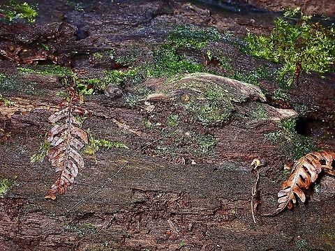 What do we have here? This Trapdoor are seldom seen as by nature, they lives in their burrow and hunt from behind their 'trapdoor', hence their name.  And for those with keen eyes looking out for them, the clues to finding them is to search for the 'trigger lines' as seen in this picture, but it is much more difficult than just described as the 'trigger lines' are themselves very thin, less than 1 mm.

The Spiders waits patiently behind their trapdoors for other insects to crawl across the 'trigger lines' and they will then rush out to grab their prey.

Trapdoor spider coming out to investigate :

https://www.jungledragon.com/image/126444/coming_out_to_investigate.html

Trapdoor Spider in full view :

https://www.jungledragon.com/image/126445/trapdoor_spider_-_liphistius_murphyorum.html

Tiny Spider :

https://www.jungledragon.com/image/126446/tiny_trapdoor_spider.html Liphistius murphyorum,Malaysia,Penang,Spider,Trapdoor Spider