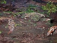 What do we have here? This Trapdoor are seldom seen as by nature, they lives in their burrow and hunt from behind their 'trapdoor', hence their name.  And for those with keen eyes looking out for them, the clues to finding them is to search for the 'trigger lines' as seen in this picture, but it is much more difficult than just described as the 'trigger lines' are themselves very thin, less than 1 mm.<br />
<br />
The Spiders waits patiently behind their trapdoors for other insects to crawl across the 'trigger lines' and they will then rush out to grab their prey.<br />
<br />
Trapdoor spider coming out to investigate :<br />
<br />
https://www.jungledragon.com/image/126444/coming_out_to_investigate.html<br />
<br />
Trapdoor Spider in full view :<br />
<br />
https://www.jungledragon.com/image/126445/trapdoor_spider_-_liphistius_murphyorum.html<br />
<br />
Tiny Spider :<br />
<br />
https://www.jungledragon.com/image/126446/tiny_trapdoor_spider.html Liphistius murphyorum,Malaysia,Penang,Spider,Trapdoor Spider