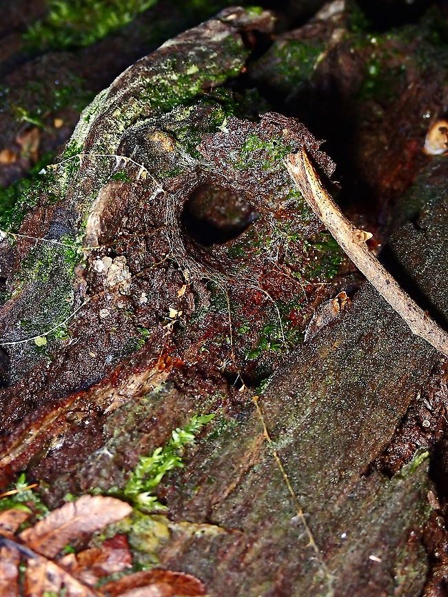 Anybody home? Using a small twig, I prised open the &#039;trapdoor&#039; to check if the Spider is home, and this close-up shows clearer the &#039;trigger-lines&#039;<br />
<br />
The Spider in full view :<br />
<br />
<figure class="photo"><a href="https://www.jungledragon.com/image/126445/trapdoor_spider_-_liphistius_murphyorum.html" title="Trapdoor Spider - Liphistius murphyorum"><img src="https://s3.amazonaws.com/media.jungledragon.com/images/2994/126445_thumb.jpeg?AWSAccessKeyId=05GMT0V3GWVNE7GGM1R2&Expires=1759968010&Signature=sM7ILs%2FeqvrsS6USy%2BZTpgouCZ0%3D" width="200" height="150" alt="Trapdoor Spider - Liphistius murphyorum Trapdoor Spider - Liphistius murphyorum, fully out of it&#039;s burrow.<br />
<br />
The Trapdoor :<br />
<br />
https://www.jungledragon.com/image/126442/what_do_we_have_here.html Liphistius murphyorum,Malaysia,Penang,Spider,Trapdoor Spider" /></a></figure> Liphistius murphyorum,Malaysia,Penang,Spider,Trapdoor Spider