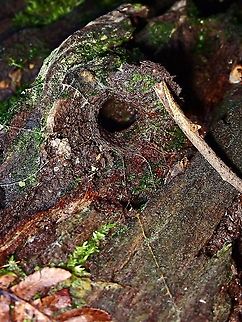 Anybody home? Using a small twig, I prised open the 'trapdoor' to check if the Spider is home, and this close-up shows clearer the 'trigger-lines'

The Spider in full view :

https://www.jungledragon.com/image/126445/trapdoor_spider_-_liphistius_murphyorum.html Liphistius murphyorum,Malaysia,Penang,Spider,Trapdoor Spider