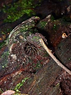 Coming out to investigate A small sized Spider appeared at the entrance to investigate who has been 'knocking' on it's door!
But actually, the spider was trying to close back the 'trapdoor' which it did.

The Spider in full view :

https://www.jungledragon.com/image/126445/trapdoor_spider_-_liphistius_murphyorum.html Liphistius murphyorum,Malaysia,Penang,Spider,Trapdoor Spider