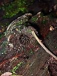 Coming out to investigate A small sized Spider appeared at the entrance to investigate who has been 'knocking' on it's door!<br />
But actually, the spider was trying to close back the 'trapdoor' which it did.<br />
<br />
The Spider in full view :<br />
<br />
https://www.jungledragon.com/image/126445/trapdoor_spider_-_liphistius_murphyorum.html Liphistius murphyorum,Malaysia,Penang,Spider,Trapdoor Spider