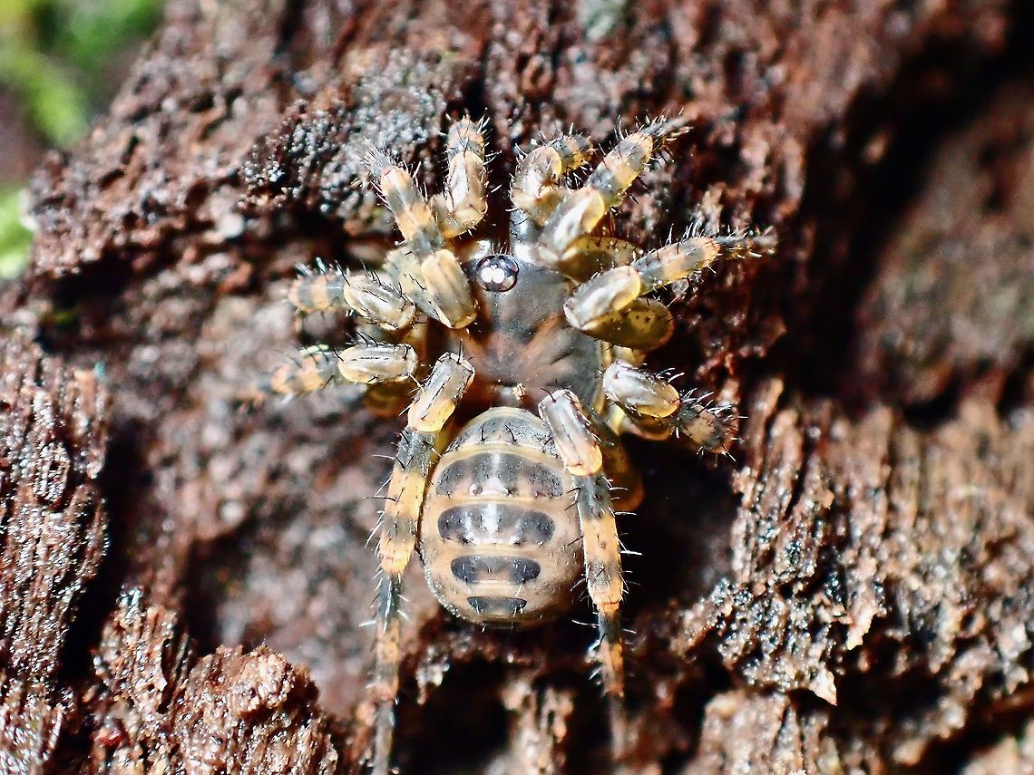 Trapdoor Spider - Liphistius murphyorum Trapdoor Spider - Liphistius murphyorum, fully out of it's burrow.<br />
<br />
The Trapdoor :<br />
<br />
<figure class="photo"><a href="https://www.jungledragon.com/image/126442/what_do_we_have_here.html" title="What do we have here?"><img src="https://s3.amazonaws.com/media.jungledragon.com/images/2994/126442_thumb.jpeg?AWSAccessKeyId=05GMT0V3GWVNE7GGM1R2&Expires=1769040010&Signature=vS5syvEzw5t%2B7GtTM97YUaTS2%2Fw%3D" width="200" height="150" alt="What do we have here? This Trapdoor are seldom seen as by nature, they lives in their burrow and hunt from behind their 'trapdoor', hence their name.  And for those with keen eyes looking out for them, the clues to finding them is to search for the 'trigger lines' as seen in this picture, but it is much more difficult than just described as the 'trigger lines' are themselves very thin, less than 1 mm.<br />
<br />
The Spiders waits patiently behind their trapdoors for other insects to crawl across the 'trigger lines' and they will then rush out to grab their prey.<br />
<br />
Trapdoor spider coming out to investigate :<br />
<br />
https://www.jungledragon.com/image/126444/coming_out_to_investigate.html<br />
<br />
Trapdoor Spider in full view :<br />
<br />
https://www.jungledragon.com/image/126445/trapdoor_spider_-_liphistius_murphyorum.html<br />
<br />
Tiny Spider :<br />
<br />
https://www.jungledragon.com/image/126446/tiny_trapdoor_spider.html Liphistius murphyorum,Malaysia,Penang,Spider,Trapdoor Spider" /></a></figure> Liphistius murphyorum,Malaysia,Penang,Spider,Trapdoor Spider
