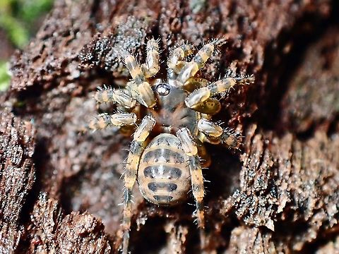 Trapdoor Spider - Liphistius murphyorum Trapdoor Spider - Liphistius murphyorum, fully out of it's burrow.

The Trapdoor :

https://www.jungledragon.com/image/126442/what_do_we_have_here.html Liphistius murphyorum,Malaysia,Penang,Spider,Trapdoor Spider
