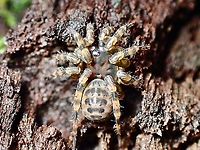 Trapdoor Spider - Liphistius murphyorum Trapdoor Spider - Liphistius murphyorum, fully out of it's burrow.<br />
<br />
The Trapdoor :<br />
<br />
https://www.jungledragon.com/image/126442/what_do_we_have_here.html Liphistius murphyorum,Malaysia,Penang,Spider,Trapdoor Spider