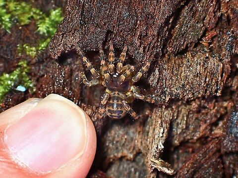 Tiny Trapdoor Spider My pinky finger next to the Trapdoor Spider for size reference. Liphistius murphyorum,Malaysia,Penang,Spider,Trapdoor Spider