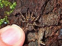 Tiny Trapdoor Spider My pinky finger next to the Trapdoor Spider for size reference. Liphistius murphyorum,Malaysia,Penang,Spider,Trapdoor Spider