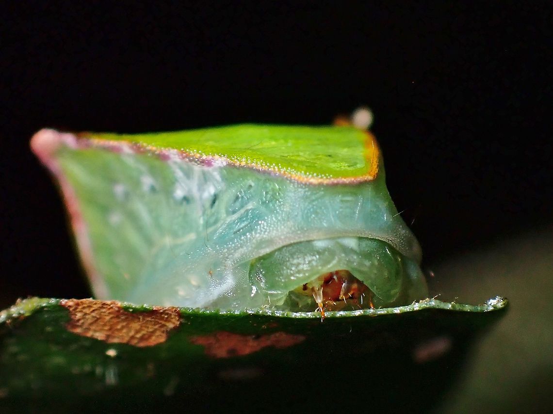Stinging Slug Caterpillar - Demonarosa rufotessellata View from the top :<br />
<br />
<figure class="photo"><a href="https://www.jungledragon.com/image/126438/piece_of_cake.html" title="Piece of Cake?"><img src="https://s3.amazonaws.com/media.jungledragon.com/images/2994/126438_thumb.jpeg?AWSAccessKeyId=05GMT0V3GWVNE7GGM1R2&Expires=1759968010&Signature=H6ZD1qpotjxizywS79IQB3ds4cM%3D" width="200" height="150" alt="Piece of Cake? Am more familiar with the typical spiny Caterpillars from Family Limacodidae, so this was a surprise find, small in size, just a bit over 1 cm.<br />
<br />
View from the side :<br />
<br />
https://www.jungledragon.com/image/126475/stinging_slug_caterpillar_-_demonarosa_rufotessellata.html Caterpillar,Demonarosa rufotessellata,Malaysia,Moth,Penang,Stinging Slug Caterpillar" /></a></figure> Caterpillar,Demonarosa rufotessellata,Malaysia,Moth,Penang,Stinging Slug Caterpillar