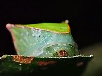 Stinging Slug Caterpillar - Demonarosa rufotessellata View from the top :<br />
<br />
https://www.jungledragon.com/image/126438/piece_of_cake.html Caterpillar,Demonarosa rufotessellata,Malaysia,Moth,Penang,Stinging Slug Caterpillar