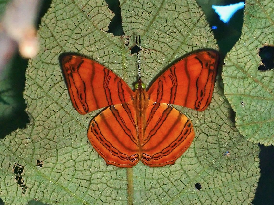 Wavy Maplet - Chersonesia rahria  Butterfly,Chersonesia rahria,Malaysia,Penang,Wavy Maplet