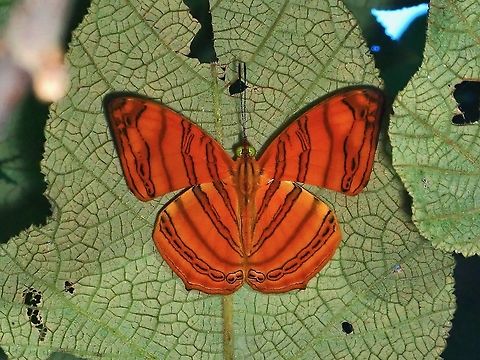 Wavy Maplet - Chersonesia rahria  Butterfly,Chersonesia rahria,Malaysia,Penang,Wavy Maplet