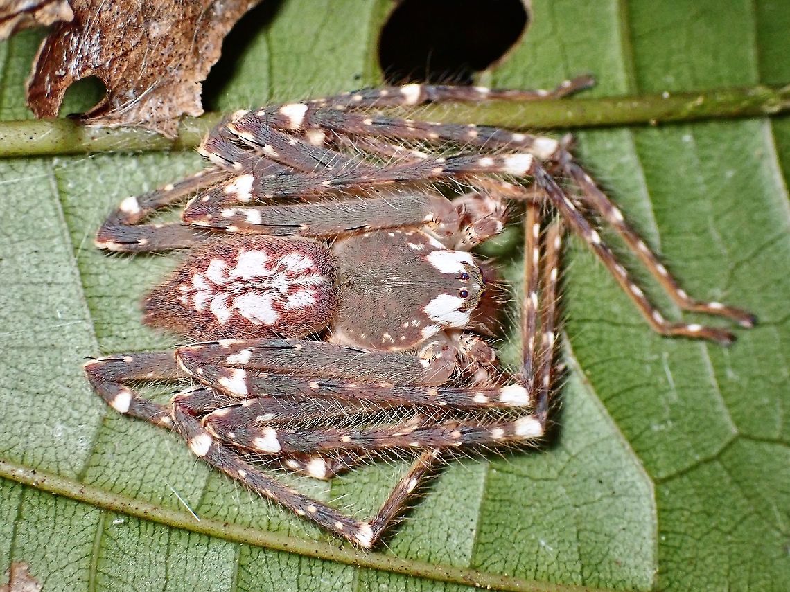 Huntsman Spider - Gnathopalystes sp. An interesting Huntsman Spider that some could mistaken for Heteropoda davidbowie due to it's hairiness, but this is from a different Genus - Gnathopalystes. Not much info about this particular sp., maybe a new species?<br />
<br />
Under UV lighting :<br />
<br />
<figure class="photo"><a href="https://www.jungledragon.com/image/126494/uv_on_huntsman_spider.html" title="UV on Huntsman Spider"><img src="https://s3.amazonaws.com/media.jungledragon.com/images/2994/126494_thumb.jpeg?AWSAccessKeyId=05GMT0V3GWVNE7GGM1R2&Expires=1759968010&Signature=IijT3jykT8n%2BD%2F09nrokEBZPzro%3D" width="200" height="150" alt="UV on Huntsman Spider Under regular lighting :<br />
<br />
https://www.jungledragon.com/image/126493/huntsman_spider_-_gnathopalystes_sp.html Gnathopalystes,Gnathopalystes sp,Huntsman Spider,Malaysia,Penang,Ultra Violet Light" /></a></figure> Gnathopalystes,Gnathopalystes sp,Huntsman Spider,Malaysia,Penang,Spider