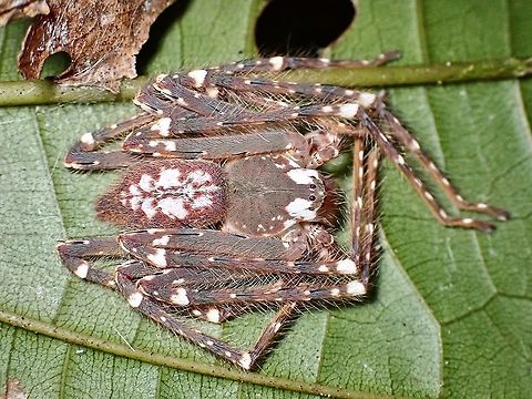 Huntsman Spider - Gnathopalystes sp. An interesting Huntsman Spider that some could mistaken for Heteropoda davidbowie due to it's hairiness, but this is from a different Genus - Gnathopalystes.  Not much info about this particular sp., maybe a new species?

Under UV lighting :

https://www.jungledragon.com/image/126494/uv_on_huntsman_spider.html Gnathopalystes,Gnathopalystes sp,Huntsman Spider,Malaysia,Penang,Spider