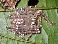 Huntsman Spider - Gnathopalystes sp. An interesting Huntsman Spider that some could mistaken for Heteropoda davidbowie due to it's hairiness, but this is from a different Genus - Gnathopalystes.  Not much info about this particular sp., maybe a new species?<br />
<br />
Under UV lighting :<br />
<br />
https://www.jungledragon.com/image/126494/uv_on_huntsman_spider.html Gnathopalystes,Gnathopalystes sp,Huntsman Spider,Malaysia,Penang,Spider