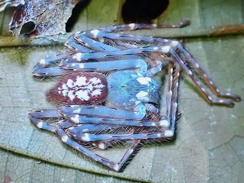 UV on Huntsman Spider Under regular lighting :
https://www.jungledragon.com/image/126493/huntsman_spider_-_gnathopalystes_sp.html Gnathopalystes,Gnathopalystes sp,Huntsman Spider,Malaysia,Penang,Ultra Violet Light