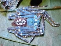 UV on Huntsman Spider Under regular lighting :<br />
<br />
https://www.jungledragon.com/image/126493/huntsman_spider_-_gnathopalystes_sp.html Gnathopalystes,Gnathopalystes sp,Huntsman Spider,Malaysia,Penang,Ultra Violet Light