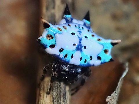 UV Hello Kitty Surprisingly, it was not the white part of the abdomen that glows but the green/brownish spots that glows under UV.

Under regular lighting :

https://www.jungledragon.com/image/126496/hello_kitty_spider.html Black-and-White Spiny Orbweaver Spider,Gasteracantha kuhli,Malaysia,Orbweaver Spider,Penang,Spider,Spiny Orbweaver Spider,Ultra Violet Light