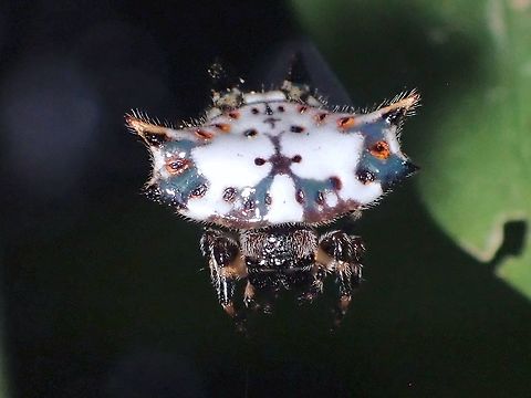 Hello Kitty Spider Under UV lighting :

https://www.jungledragon.com/image/126495/uv_hello_kitty.html Black-and-White Spiny Orbweaver Spider,Gasteracantha kuhli,Malaysia,Orbweaver Spider,Penang,Spider,Spiny Orbweaver Spider