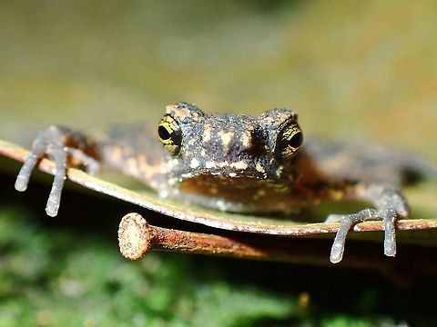 Malayan Stream Toad - Ansonia malayana  Ansonia malayana,Malayan Stream Toad,Malaysia,Perak,Toad
