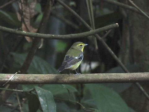 Green-Backed Flycatcher - Ficedula elisae                                 Bird,Ficedula elisae,Flycatcher,Green-Backed Flycatcher,Malaysia,Perak