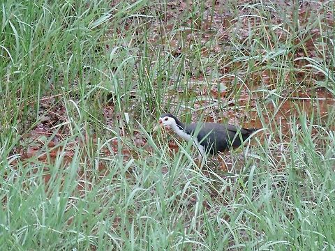 White-Breasted Waterhen - Amaurornis phoenicurus Amaurornis phoenicurus,Bird,Malaysia,Penang,Waterhen,White-Breasted Waterhen