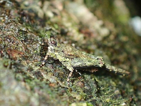 Pygmy Grasshopper - Lamellitettigodes contractus  Grasshopper,Lamellitettigodes contractus,Malaysia,Perak,Pygmy Grasshopper