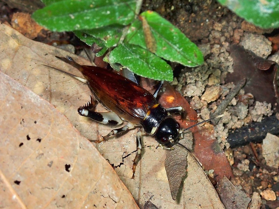 Field Cricket - Gymnogryllus leucostictus  Cricket,Field Cricket,Gymnogryllus leucostictus,Malaysia,Perak