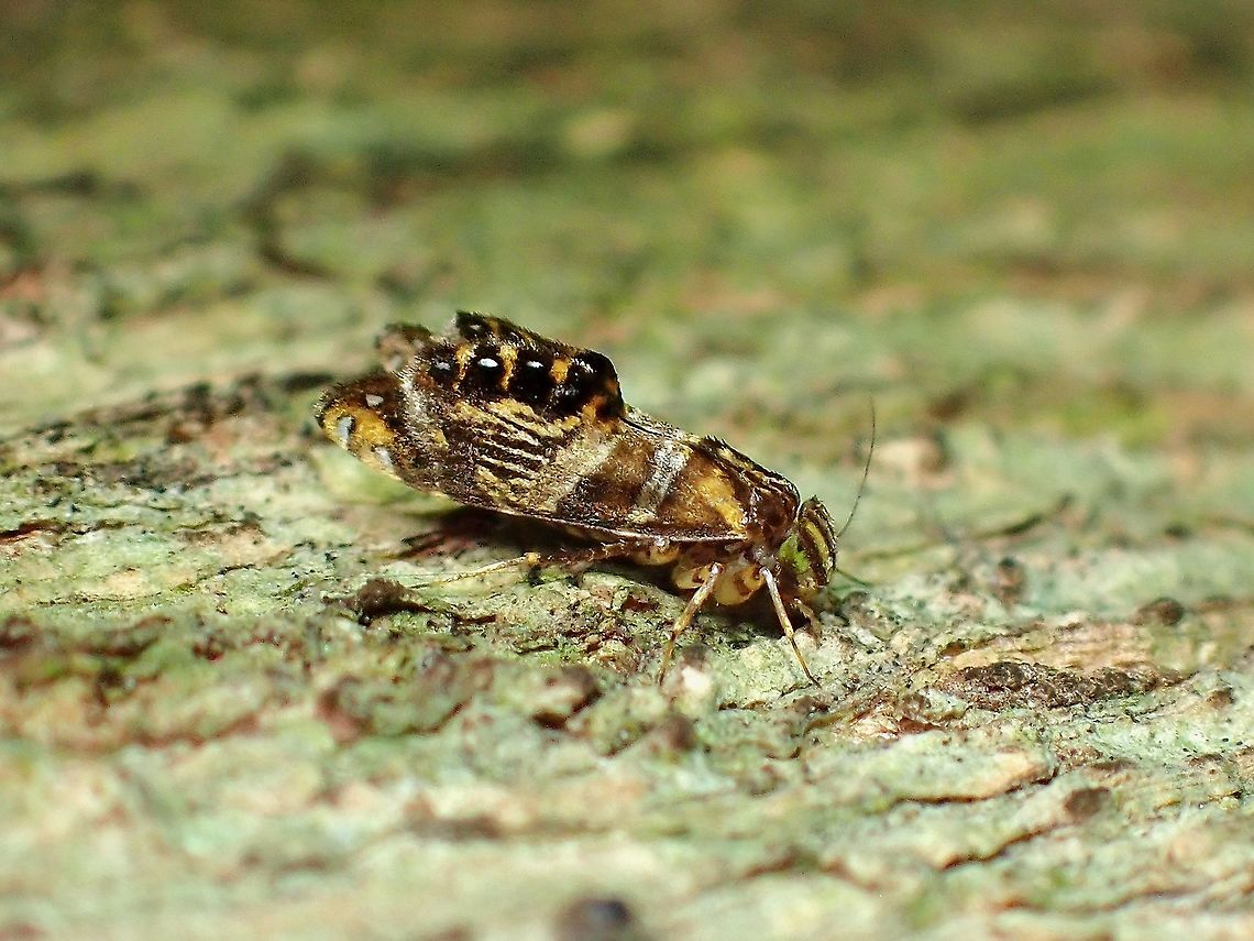Tropical Barklice - Cymatopsocus enderleini Tiny size, around 5-6 mm.<br />
<br />
First observation identified under the Order Psocodea? Barklice,Cymatopsocus enderleini,Malaysia,Selangor,Tropical Barklice