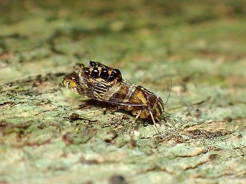 Tropical Barklice - Cymatopsocus enderleini Tiny size, around 5-6 mm.

First observation identified under the Order Psocodea? Barklice,Cymatopsocus enderleini,Malaysia,Selangor,Tropical Barklice
