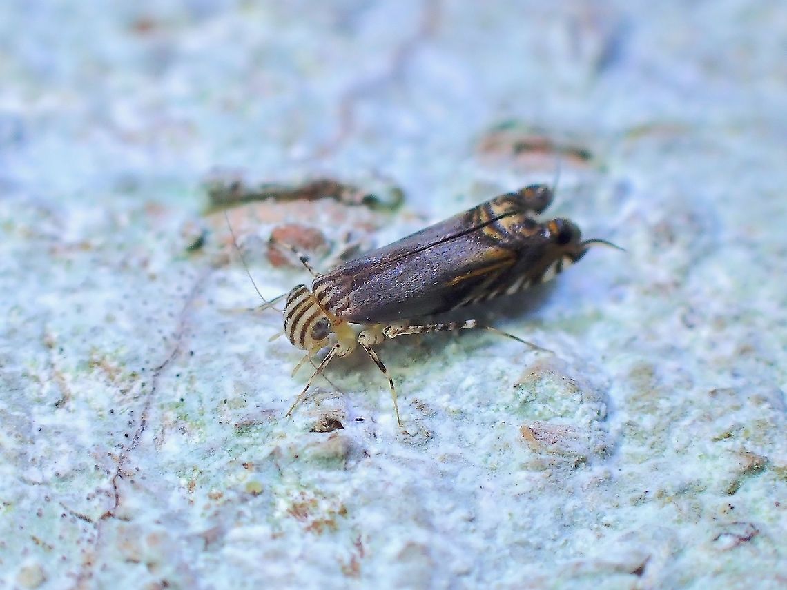 Tropical Barklice - Family Amphientomidae Another tiny sized Barklice, interesting markings that I have thought it was a tiny Moth when I first encounter it before this observation.  Managed to get it identified to Family level only. Amphientomidae,Barklice,Malaysia,Selangor,Tropical Barklice