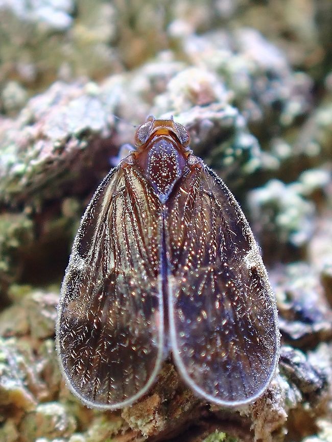 Tiny Beauty A very tiny Cixiid Planthopper, around 3-4 mm in size, have seen it many times at my hometown but always struggling to get a good picture of it due to its size.  However, during this trip, was out with a friend using Mirrorless + Raynox and saw the amazing details he was able to get, so I keep trying and managed to get decent shots of it to portray this beauty.<br />
<br />
Only able to identify to Family level. Cixiid Planthopper,Cixiidae,Hopper,Malaysia,Planthopper,Selangor