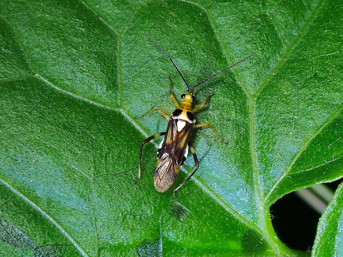 Plant Bug - Pachypeltis humerale  Malaysia,Pachypeltis humerale,Plant Bug,Selangor