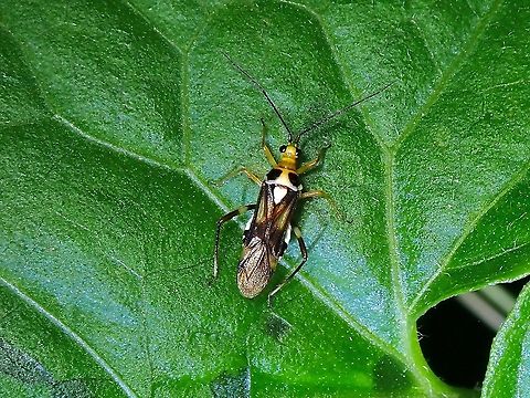 Plant Bug - Pachypeltis humerale  Malaysia,Pachypeltis humerale,Plant Bug,Selangor