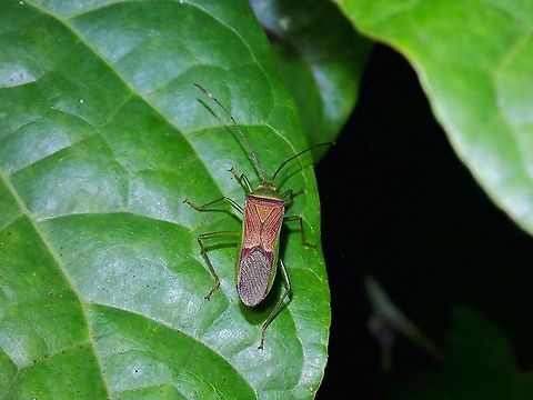 Leaf-Footed Bug - Homoeocerus subjectus  Homoeocerus subjectus,Leaf-Footed Bug,Malaysia,Selangor