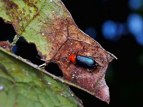 Leaf Beetle - Theopea impressa  Beetle,Leaf Beetle,Malaysia,Selangor,Theopea impressa