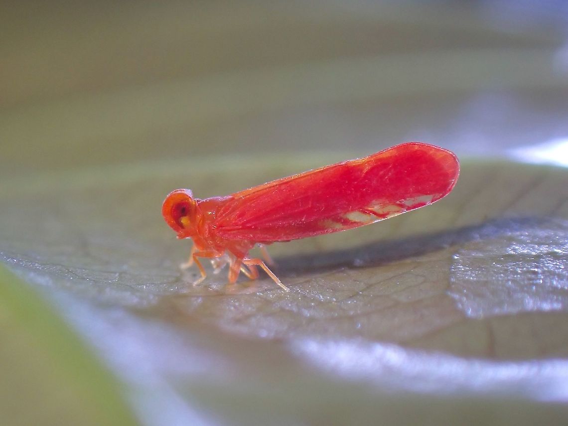 Red! A brightly coloured Planthopper, tiny in size.<br />
<br />
During this year that I have been exploring my hometown, have found exactly 10 different variety of this Planthoppers, all of very bright colours and markings.  So far, only this one has been identified. Derbid Planthopper,Hopper,Malaysia,Nicerta flammula,Penang,Planthopper