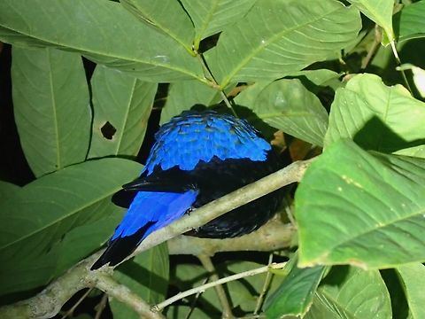 Sleeping  Asian Fairy-Bluebird,Bird,Fairy-Bluebird,Irena puella,Malaysia,Penang