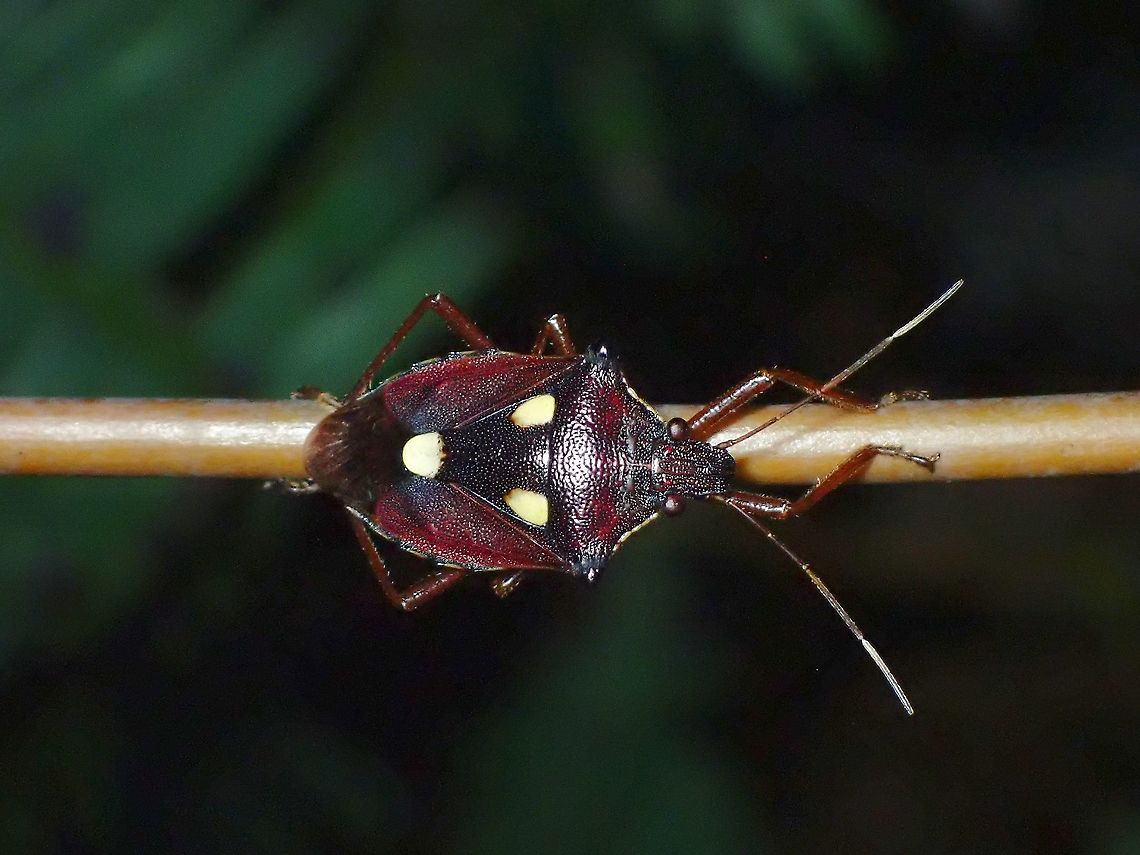 Mask Face?  Dalpada trimaculata,Malaysia,Penang,Stink Bug