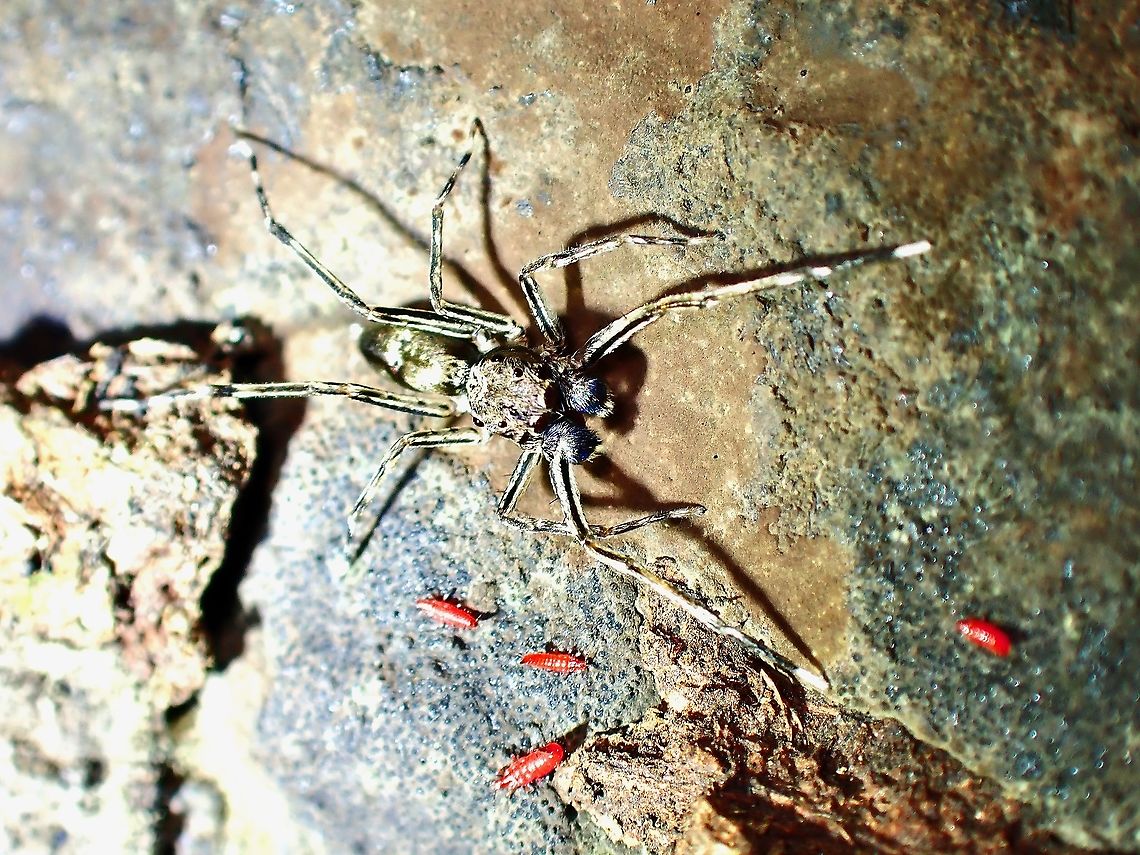 Spiny-Legged Jumping Spider - Spartaeus spinimanus  Jumping Spider,Malaysia,Penang,Spartaeus spinimanus,Spider,Spiny-Legged Jumping Spider