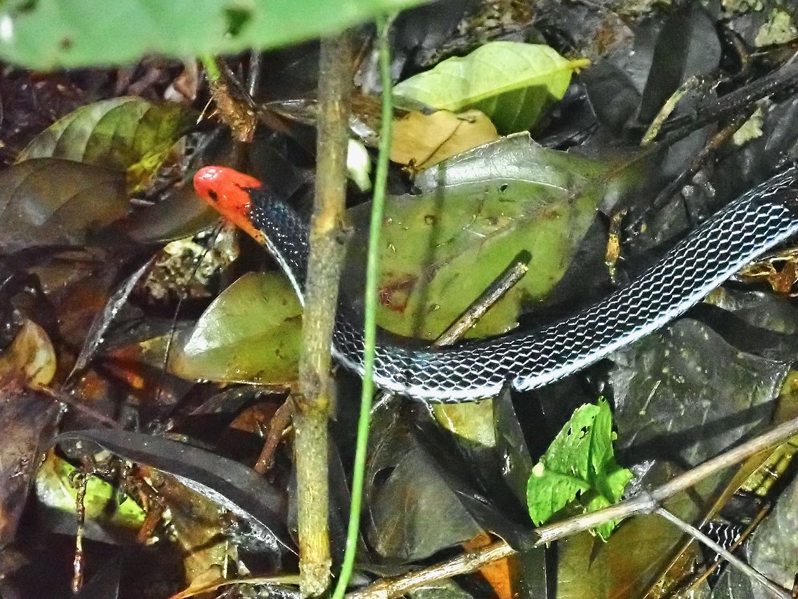 Red = Danger! Have been wanting to see this beautiful snake for a long time, and was fortunate when a hiking friend called me when he spotted it at our regular hiking place, I quickly dash over!<br />
<br />
This was a full adult, more than 1.5 meters in length, on the hunt. It was moving slowly among the bushes, thus not able to get a full picture of it, just managed to get a head shot, body shot and tail shot, separately.<br />
<br />
When it started to moved away, tried to 'block' it to get it to stay but unsuccessful as it disappeared into the bushes within 3 seconds! Still, this was a lucky encounter. Blue Malaysian Coralsnake,Calliophis bivirgatus,Coralsnake,Malaysia,Penang,Snake
