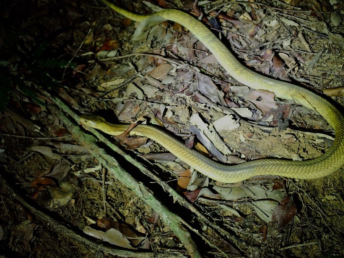 Leucistic Spitting Cobra! This was an amazing encounter but I didn't know it was a Spitting Cobra at the time I saw it, so wasn't aware of any potential danger! The goldish colour kind of threw me off as wasn't expecting to see this rarer form/colour.<br />
<br />
I was going up a steep slope during a hike and this Cobra was slithering down the slope, so I was practically eye-to-eye level at it when I saw it! It didn't raised it's hood (hence couldn't tell it was a Cobra), continued to slither down around a tree and was just about a meter from where I was standing, I had to react quickly to get some pics, but my bright torch probably disturbed it and it quickly went into the bushes. I tried to chase after it but it was a lost cause.<br />
<br />
Only knew the ID when I shared the pic to friends to find the ID. Not the best of pics, but happy to see this beauty. Cobra,Equatorial Spitting Cobra,Leucistic,Malaysia,Naja sumatrana,Penang,Snake,Spitting Cobra
