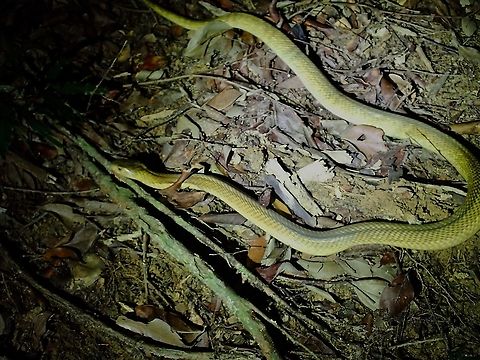 Leucistic Spitting Cobra! This was an amazing encounter but I didn't know it was a Spitting Cobra at the time I saw it, so wasn't aware of any potential danger! The goldish colour kind of threw me off as wasn't expecting to see this rarer form/colour.

I was going up a steep slope during a hike and this Cobra was slithering down the slope, so I was practically eye-to-eye level at it when I saw it!  It didn't raised it's hood (hence couldn't tell it was a Cobra), continued to slither down around a tree and was just about a meter from where I was standing, I had to react quickly to get some pics, but my bright torch probably disturbed it and it quickly went into the bushes.  I tried to chase after it but it was a lost cause.

Only knew the ID when I shared the pic to friends to find the ID.  Not the best of pics, but happy to see this beauty. Cobra,Equatorial Spitting Cobra,Leucistic,Malaysia,Naja sumatrana,Penang,Snake,Spitting Cobra