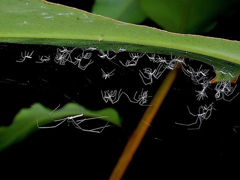 Moulting Mama Cellar Spider with her spiderlings, some of them newly moulted and some still in the process of moulting. Cellar Spider,Malaysia,Penang,Pholcidae,Spider