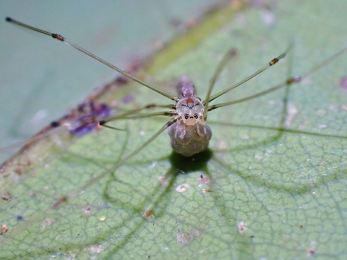 Pretty Mama Mama Cellar Spider from the Genus - Cantikus.  The genus name was derived from the Malay word - Cantik, which means pretty.<br />
<br />
This Spiders have very slim body of just around 1-2 mm and body length of 6-8 mm and very long legs.<br />
This particular one has tattoo like markings on her forehead. Cantikus,Cantikus sp,Cellar Spider,Malaysia,Penang