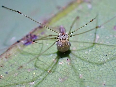 Pretty Mama Mama Cellar Spider from the Genus - Cantikus.  The genus name was derived from the Malay word - Cantik, which means pretty.

This Spiders have very slim body of just around 1-2 mm and body length of 6-8 mm and very long legs.
This particular one has tattoo like markings on her forehead. Cantikus,Cantikus sp,Cellar Spider,Malaysia,Penang