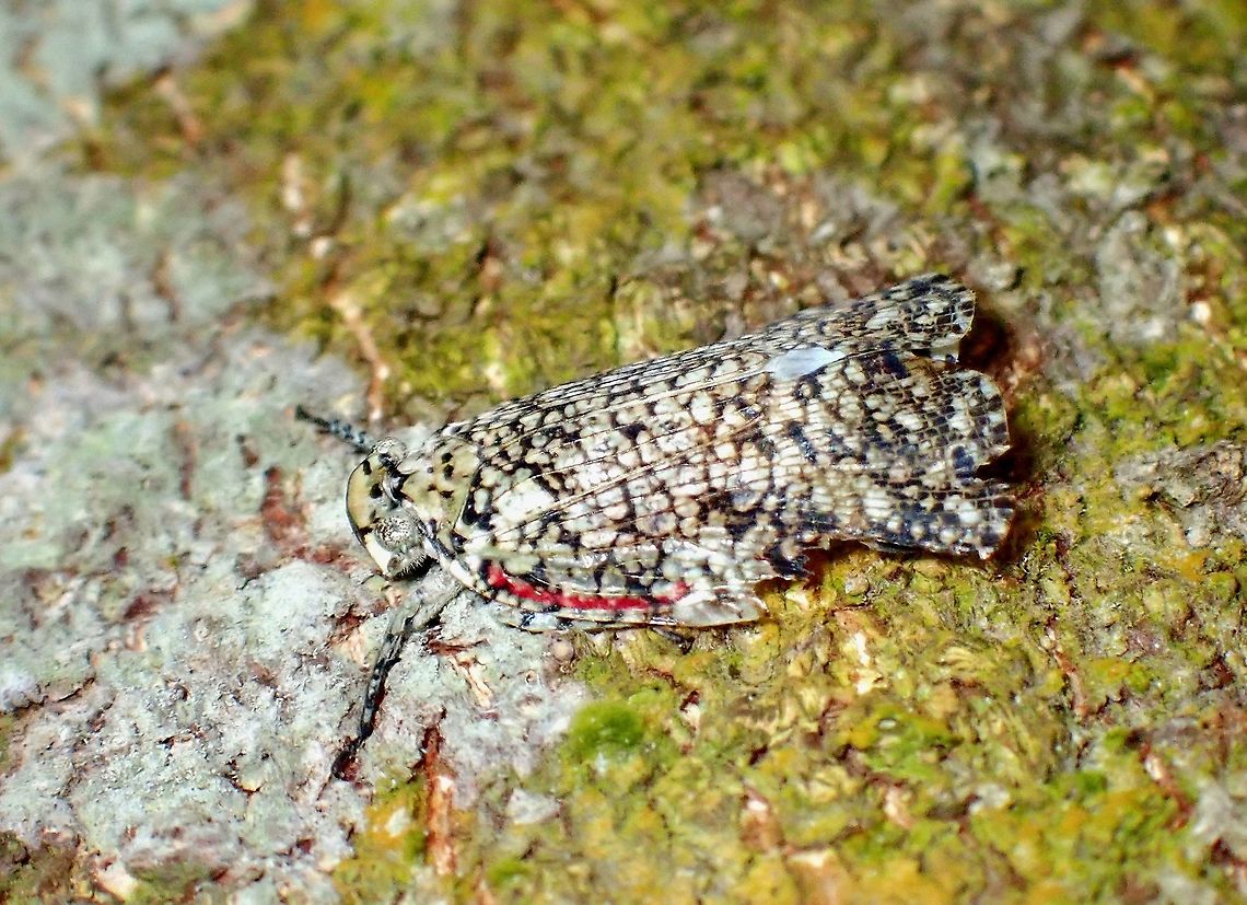 Rare Gem! This Squathopper - Thessitus nigronotatus was described back in 1863, somehow, they are rarely seen/documented and hardly any pictures of them to be found online for reference.<br />
<br />
This was identified by a Taxonomist who specialises in Plant/Squathoppers.<br />
<br />
Have encountered several other Squathoppers in the last 1 year identified to the genus Thessitus, but this is the first one able to identify to species level.<br />
<br />
Note : Picture was taken on 04 Jan 2022, but date was wrongly set in the camera :D Hopper,Malaysia,Penang,Squathopper,Thessitus nigronotatus