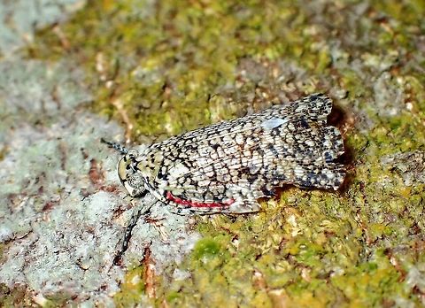 Rare Gem! This Squathopper - Thessitus nigronotatus was described back in 1863, somehow, they are rarely seen/documented and hardly any pictures of them to be found online for reference.

This was identified by a Taxonomist who specialises in Plant/Squathoppers.

Have encountered several other Squathoppers in the last 1 year identified to the genus Thessitus, but this is the first one able to identify to species level.

Note : Picture was taken on 04 Jan 2022, but date was wrongly set in the camera :D Hopper,Malaysia,Penang,Squathopper,Thessitus nigronotatus