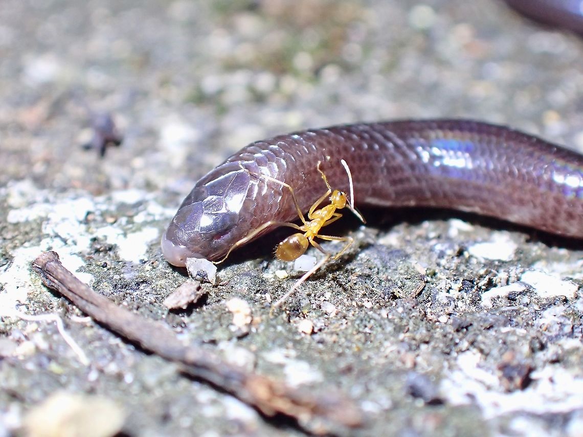 Crazy Ant! This Ant is Crazy because it is tempting fate disturbing this Legless Skink, at first mistaken for a Blindsnake, and they do feeds on ants too. Anoplolepis gracilipes,Ant,Malaysia,Penang,Yellow Crazy Ant